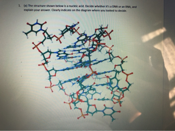 1. (a) The structure shown below is a nucleic acid. Decide whether its a DNA or an RNA, and explain your answer. Clearly ind