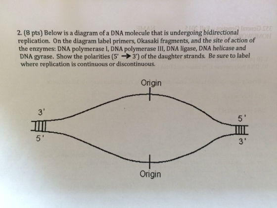 Below is a diagram of a DNA molecule that is under