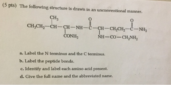 (5 pts) The following structure is drawn in an unconventional manner. CH CH3CH2 CH-CH-NH-C-CH-CH C-NH, CH2CH2 CONH NH- Co-CH2NH2 a. Label the N terminus and the C terminus. b. Label the peptide bonds. c. Identify and label each amino acid present. d. Give the full name and the abbreviated name.