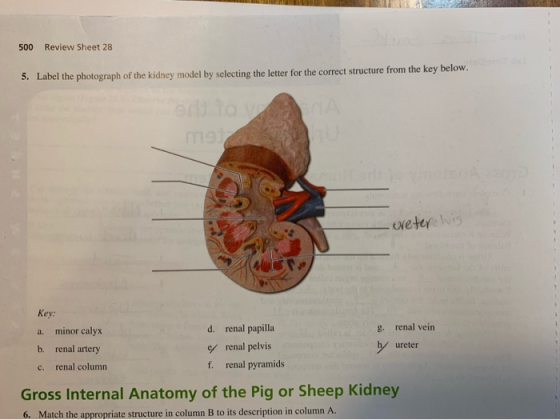 500 Review Sheet 28 5. Label the photograph of the kidney model by selecting the letter for the correct structure from the ke