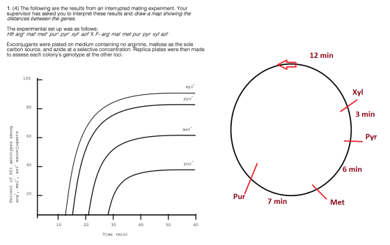 1.(4) The following are the results from an interrupted mating experiment. Your supervisor has asked you to interpret these r