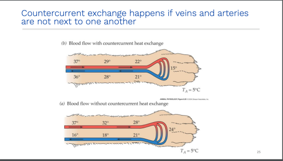 Countercurrent exchange happens if veins and arteries are not next to one another (b) Blood flow with countercurrent heat exc