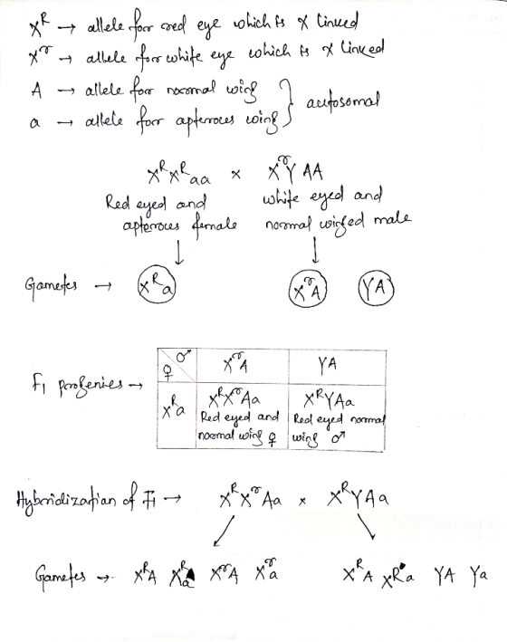 → allele foor red eye which is a linked you allele for white eye which is a linked → allele for nocomal wing 1 autosomal alte