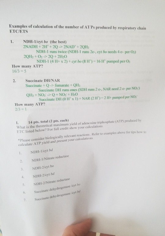 Examples of calculation of the number of ATPs produced by respiratory chain ETC/ETS 1. NDH-1/cyt bo (the best) 2NADH+ 2H+2Q -