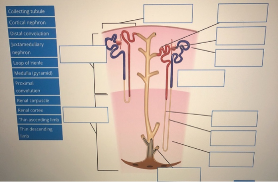 Collecting tubule Cortical nephron Distal convolution Juxtamedullary nephron Loop of Henle Medulla (pyramid) Proximal convolu