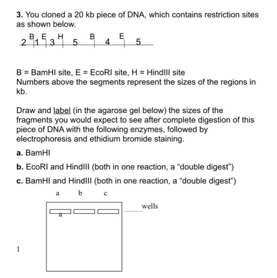 3. You cloned a 20 kb piece of DNA, which contains restriction sites as shown below. 281534 5 B 4 & 5 B = BamHl site, E = Eco