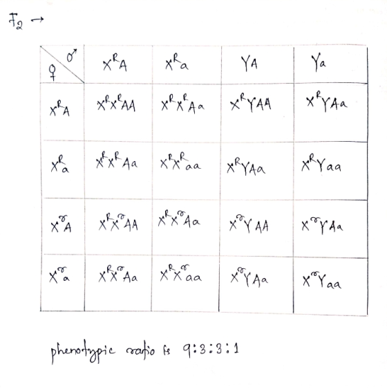 x*x“AA x ХАа х*YAA хүAA x xk Aa Xhaa yRYAR XK Yaa х:AA xx“Аа хүAA хүA4 uR or ххаа phenotypie radio to 9:3:3:1