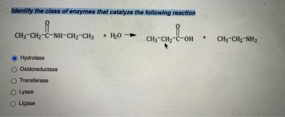 Identify the class of enzymes that catalyze the following reaction CH3-CH2-C-NH-CH2-CH3 + 10 + CH3-CH2-C-OH CH3 -CH2-NH2 Hydr