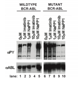 WILDTYPE BCR-ABL MUTANT BCR-ABL 1uM Imatinib 1uM NaPP1 10uM Imatinib 10M NaPP1 OM 1M Imatinib 1uM NaPP1 10M Imatinib 10uM NaP