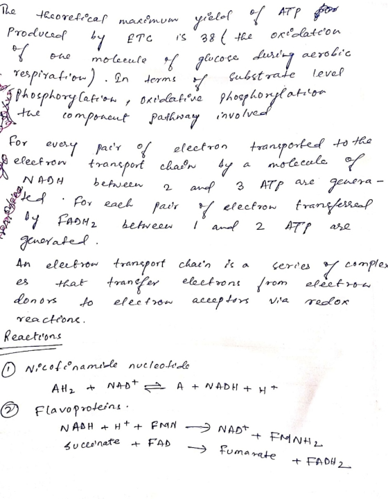 The theoretical marimun thcoret med yeel cal marimum yield of by ETC is 38 € the Produ ATP poo oxeodation of etc is 38 C. Lu