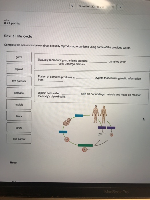 Question 22 (0136) . value: 0.27 points Sexual life cycle Complete the sentences below about sexually reproducing organisms using some of the provided words. germ Sexually reproducing organisms produce gametes when cells undergo meiosis. diploid Fusion of gametes produces a from zygote that carries genetic information Diploid cells called the bodys diploid cells somatic cells do not undergo meiosis and make up most of haploid larva spore one parent Reset