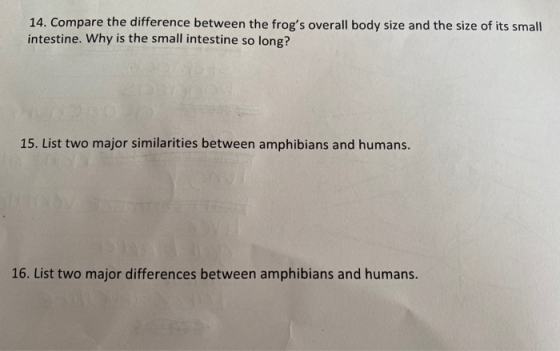 14. Compare the difference between the frogs overall body size and the size of its small intestine. Why is the small intesti