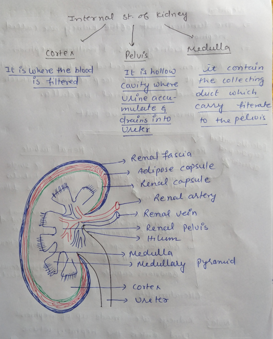 Internal st. of kidney y cortex b It is where the blood is filtered y Do Pelvis uby Medulla It is hollow and it contain cavit