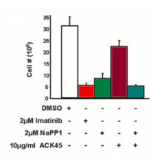 Cell # (10) - - - DMSO + 2UM Imatinib- 2 M NaPP1 . 10pg/ml ACK45 - - + . - . + - +