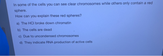 In some of the cells you can see clear chromosomes while others only contain a red sphere. How can you explain these red sphe