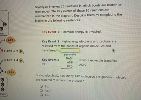 Glycolysis involves 10 reactions in which bonds are broken or rearranged. The key events of these 10 reactions are summarized