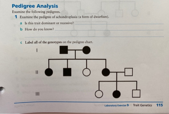 Pedigree Analysis Examine the following pedigrees. 1 Examine the pedigree of achondroplasia (a form of dwarfism). a Is this t