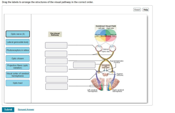 Drag the labels to arrange the structures of the visual pathway in the correct order Reset Help Combined Visual Field Left si