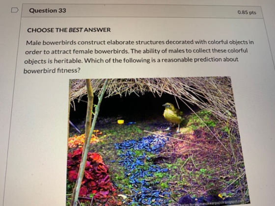Question 33 0.85 pts CHOOSE THE BEST ANSWER Male bowerbirds construct elaborate structures decorated with colorful objects in