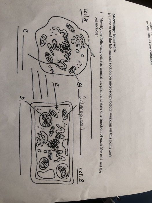 concen to determine its concentration Microscopy homework Be sure to read the lab manual section on microscopy before working