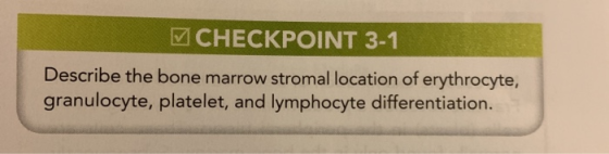 CHECKPOINT 3-1 Describe the bone marrow stromal location of erythrocyte, granulocyte, platelet, and lymphocyte differentiatio