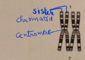 sist Chrom atid