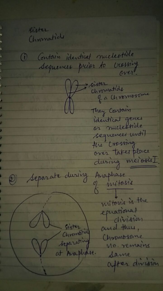 sister Chromatics ① Contain identical Sequences prior nucleotide to crossing over sister Chromatids f a chromosome They Conta