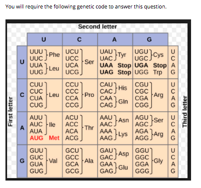 You will require the following genetic code to answer this question. Second letter U с A G UCU Phe UCC UGU|Cys UUU UUC UUA UU
