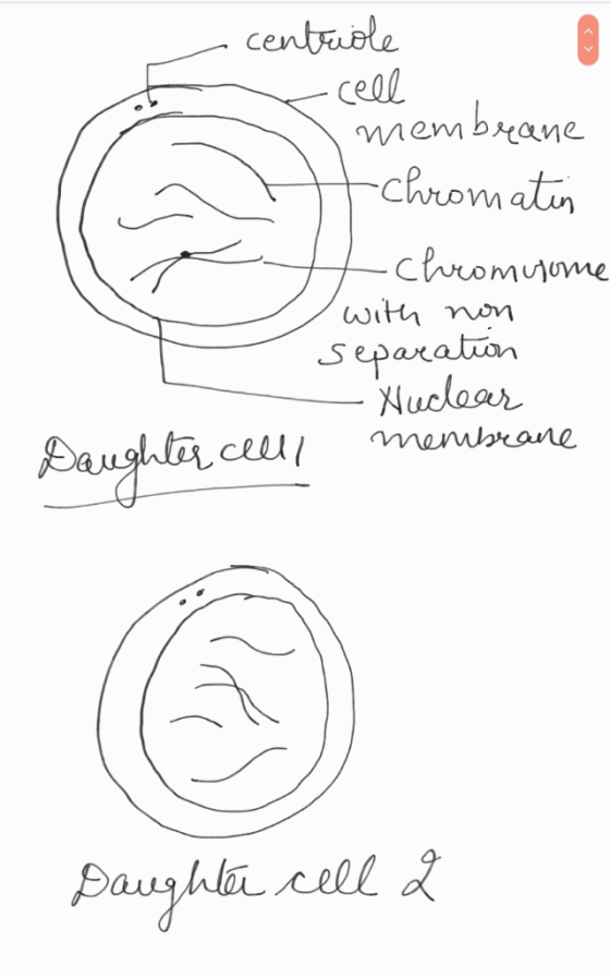 centyuele membrane Clrrom one epaxaran uclaar Xlu marane