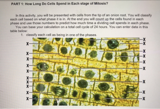 PART 1: How Long Do Cells Spend in Each stage of Mitosis? In this activity, you will be presented with cells from the tip of