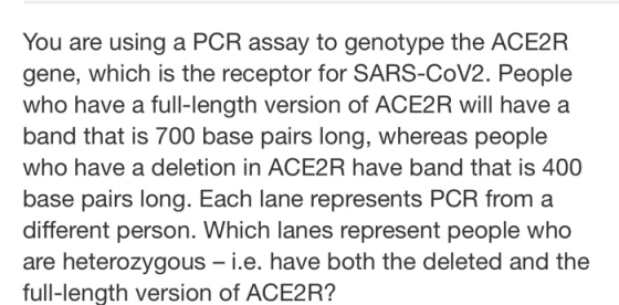 You are using a PCR assay to genotype the ACE2R gene, which is the receptor for SARS-CoV2. People who have a full-length vers
