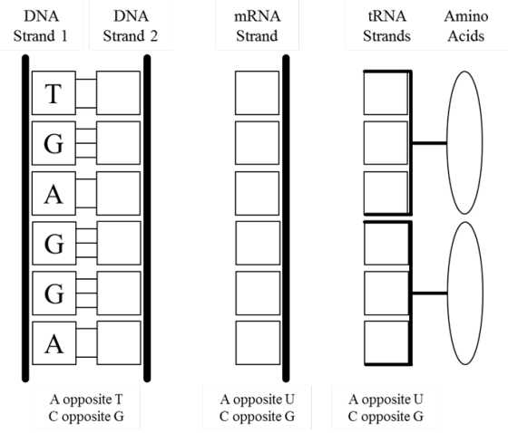 DNA Strand 1 DNA Strand 2 mRNA Strand tRNA Strands Amino Acids A opposite T C opposite G A opposite U C opposite G A opposite