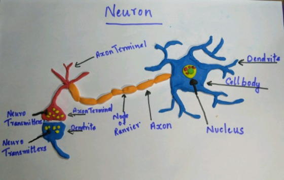 Neuron Axon Temminel Dendit all bod Nkuvo Transmi Hed nNl 09 Ranvier eAxon Nueleus Trans mitters