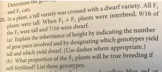 Determine the guys and F, cats. 20. In a plant, a tall variety was crossed with a dwarf variety. All E. plants were tall. Whe