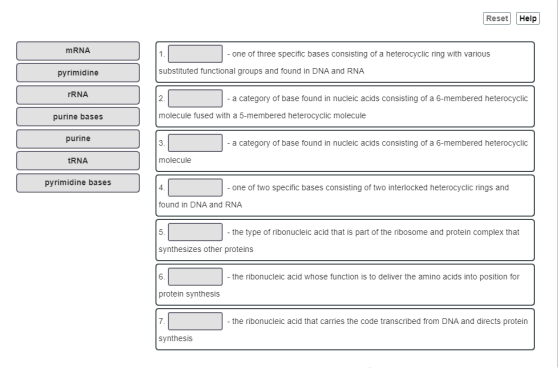 Reset Help mRNA 1. one of three specific bases consisting of a heterocyclic ring with various substituted functional groups a