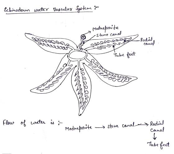 Echinoderm water Vascular System a Madreporite Stone canal 0 Radial canal Sensasaris SSS Tube feet szego arceau RRRRRRR azése