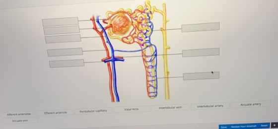 Alferent arteriale Merent arteriole Pertubular capillary Vasa recta Interlobular vein Interlobular artery Arcuate artery