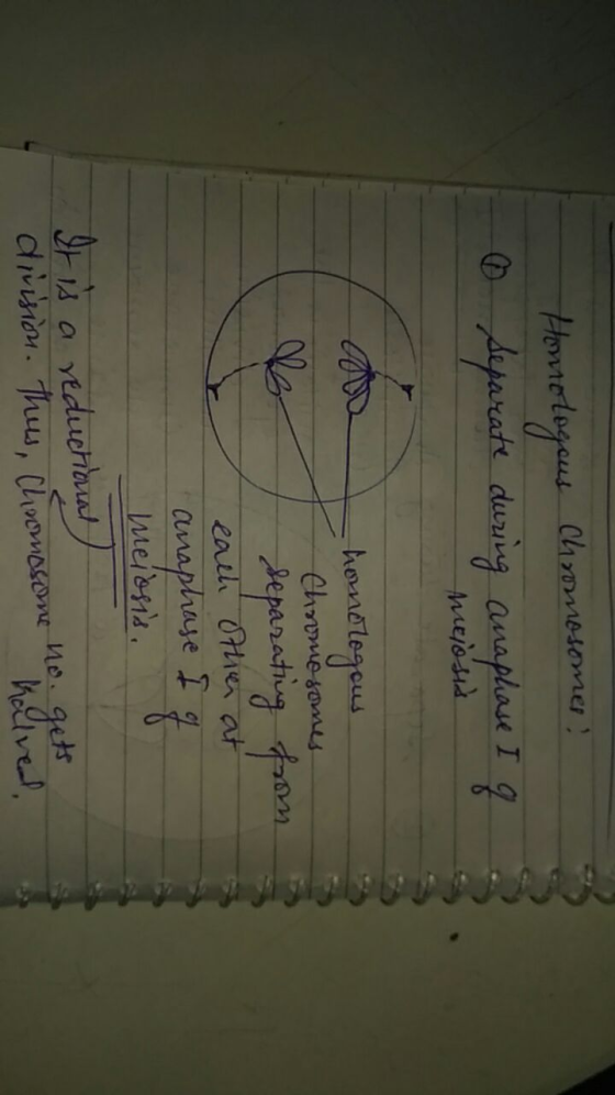Homologous Chromosomes! 0 Separate during anaphase I g Meiosis homologous Chromesomes separating from each other at anaphase