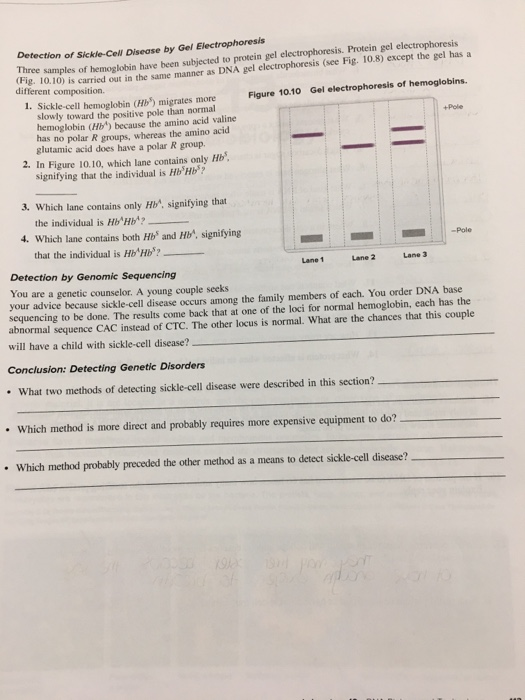 Detection of Sickle-Cell Disease by Gel Electrophoresis Firee samples of hemoglobin have been subjected to protein gel electrophoresis. Protein gel electrophoresis different composition. ) is carried out in the same manner as DNA gel electrophoresis (see Fig. 10.8) except the gel hasa 1. Sickle-cell hemoglobin (Hb) migrates more Figure 10.10 Gel slowly toward the positive pole than normal hemoglobin (Hb) because the amino acid valine has no polar R groups, whereas the amino acid +Pole glutamic acid does have a polar R group. 2. In Figure 10.10, which lane contains only Hb signifying that the individual is Hb Hb 3. Which lane contains only Hb, signifying that the individual is HVHp? 4. Which lane contains both Hbs and Hb, signifying -Pole that the individual is Hb Hb? Lane 1 Lane 2 Lane 3 Detection by Genomic Sequencing You are a genetic counselor. A young couple seeks your advice because sickle-cell disease occurs among the family members of each. You order DNA base sequencing to be done. The results come back that at one of the loci for normal hemoglobin, each has the abnormal sequence CAC instead of CTC. The other locus is normal. What are the chances that this couple will have a child with sickle-cell disease? Conclusion: Detecting Genetic Disorders What two methods of detecting sickle-cell disease were described in this section? Which method is more direct and probably requires more expensive equipment to do?_ Which method probably preceded the other method as a means to detect sickle-cell disease?