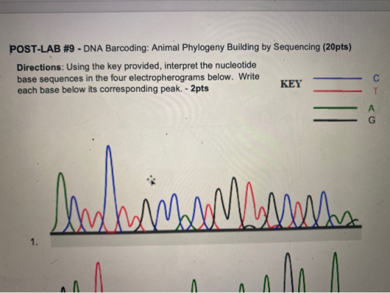POST-LAB #9 - DNA Barcoding: Animal Phylogeny Building by Sequencing (20pts) Directions: Using the key provided, interpret th