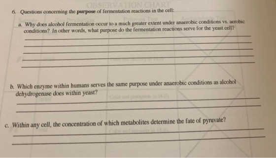 6. Questions concerning the purpose of fermentation reactions in the cell: Why does alcohol fermentation occur to a much grea