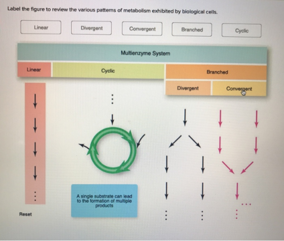 Label the figure to review the various patterns of metabolism exhibited by biological cells. Linear Linear Divergent Divergen
