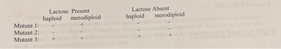Lactose Present haploid merodiploid Lactose Absent haploid merodiploid Mutant 1: Mutant 2: Mutant 3: +