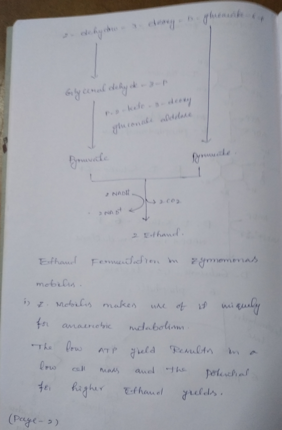 & deare dehyhre Glyceral dehyd-zup po kelos debny gluconale aldelare Pyruvale 2 NADH • NA 2 telhanel. Ethand Fermentation in