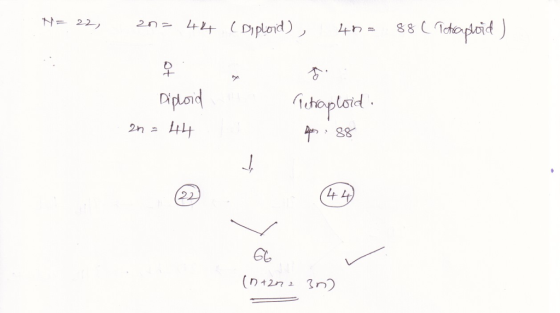 thoplsid 4 GL