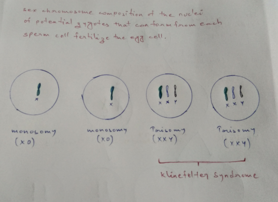 sex chromosome composition of the nuclei. of potential 34 gotes that can form from each sperm cell fertilize the egg cell. x