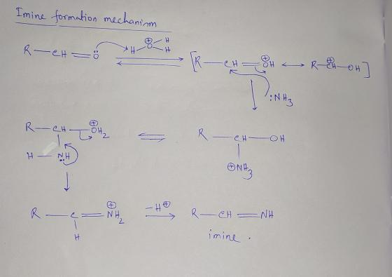 Imine formation mechanim R - CH = *** R-CH -CH= -- د ر H R- R-&-oh I NA NH₂ ROCH TH₂ R CH OH H H NH ONH3 R- -HO R- CH - NH 2