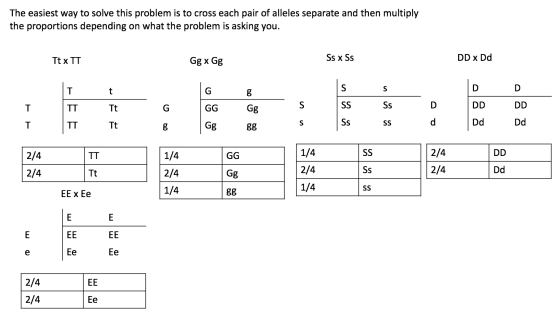 The easiest way to solve this problem is to cross each pair of alleles separate and then multiply the proportions depending o