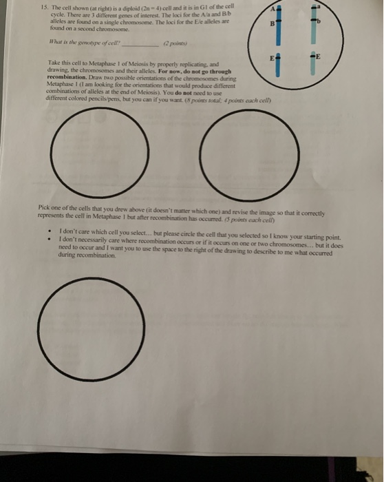 15. The cell shown (alright) is a diploid 4) cell and it is in Gl of the cell cycle. There are 3 different genes of interest.