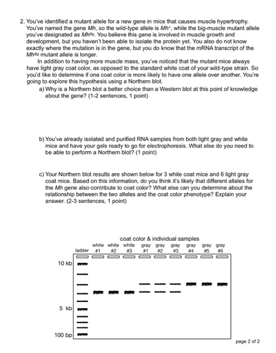2. Youve identified a mutant allele for a new gene in mice that causes muscle hypertrophy Youve named the gene Mh, so the wild-type allele is Mh, while the big-muscle mutant allele youve designated as Mh89, You believe this gene is involved in muscle growth and development, but you havent been able to isolate the protein yet. You also do not know exactly where the mutation is in the gene, but you do know that the mRNA transcript of the Mh8 mutant allele is longer In addition to having more muscle mass, youve noticed that the mutant mice always have light gray coat color, as opposed to the standard white coat of your wild-type strain. So youd like to determine if one coat color is more likely to have one allele over another. Youre going to explore this hypothesis using a Northern blot. a) Why is a Northern blot a better choice than a Western blot at this point of knowledge about the gene (1-2 sentences, 1 point) b) Youve already isolated and purified RNA samples from both light gray and white mice and have your gels ready to go for electrophoresis. What else do you need to be able to perform a Northerm blot? (1 point) c) Your Northern blot results are shown below for 3 white coat mice and 6 light gray coat mice. Based on this information, do you think its likely that different alleles for the Mh gene also contribute to coat color? What else can you determine about the relationship between the two alleles and the coat color phenotype? Explain your answer. (2-3 sentences, 1 point) coat color & individual samples white white white gray gray gray gray gray gray ladder #1 #2 #3 #1 #2 #3#4#5#6 10 kb 100 bp page 2 of 2